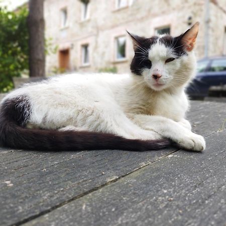 Apartamenty U Golebiewskich Stara Kamienica エクステリア 写真